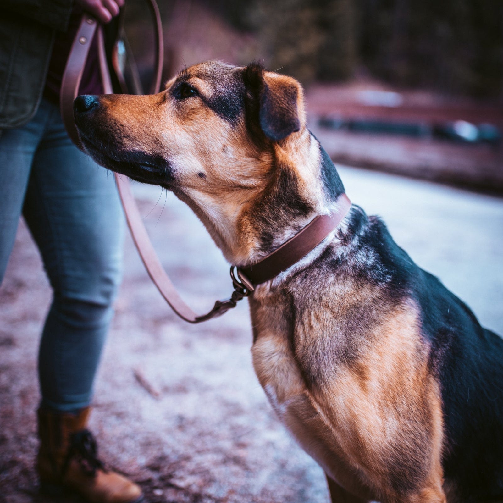 Matching Dog Collar & Leash Bundle - Heritage Brown Popov Leather®