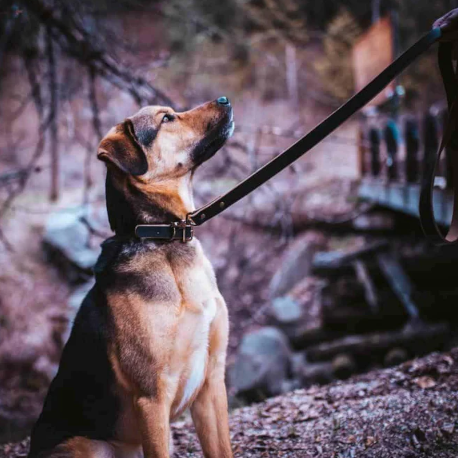 dog in black collar and leash 